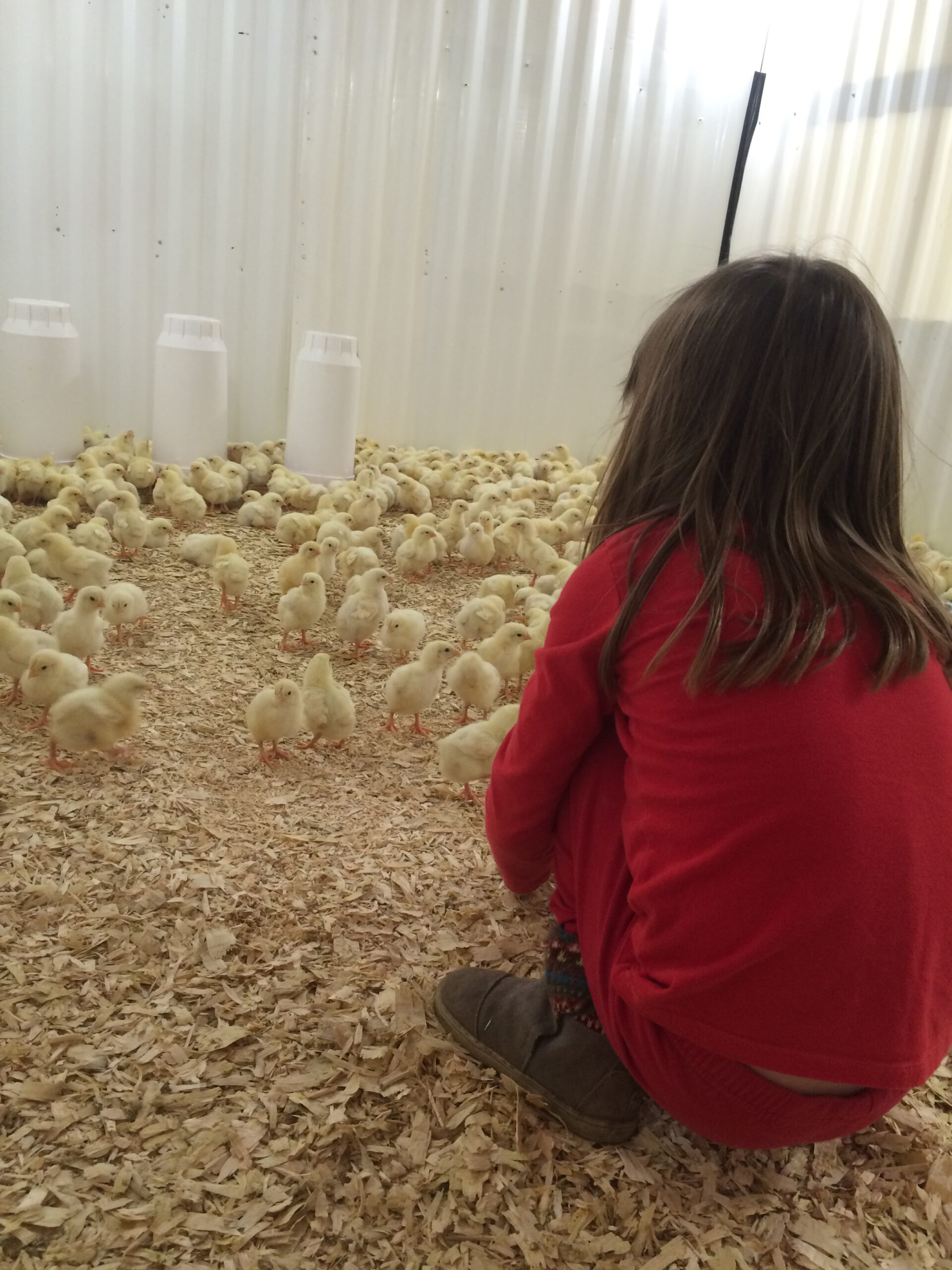 chicks2 A young child in red clothing crouches in a poultry barn, observing a large group of fluffy yellow chicks on a bed of wood shavings, with feeding containers visible in the background.