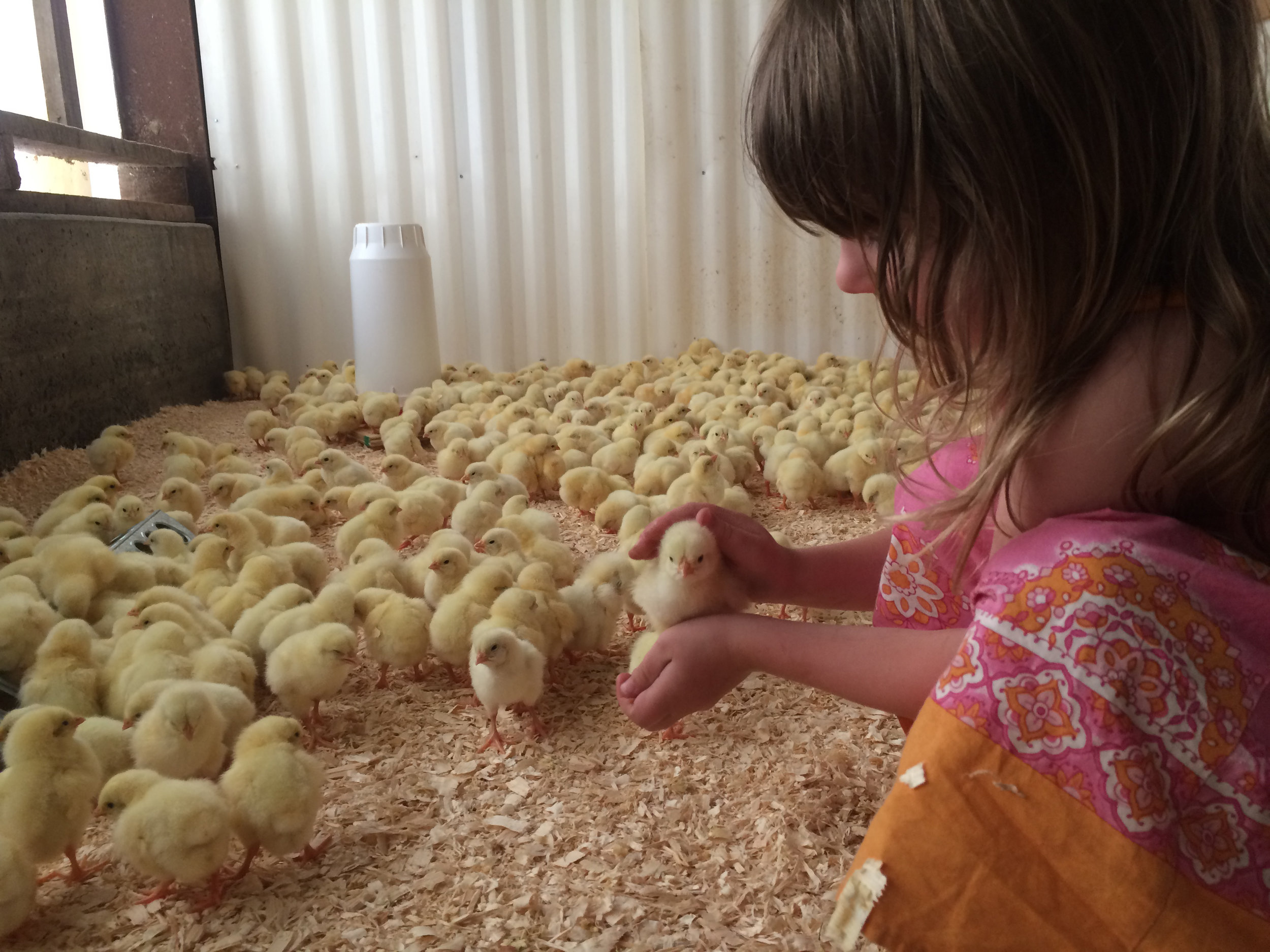 elsa-chicks A young girl gently holds a chick in a poultry barn filled with numerous yellow chicks on a bed of wood shavings, showcasing the nurturing interaction between children and farm animals.
