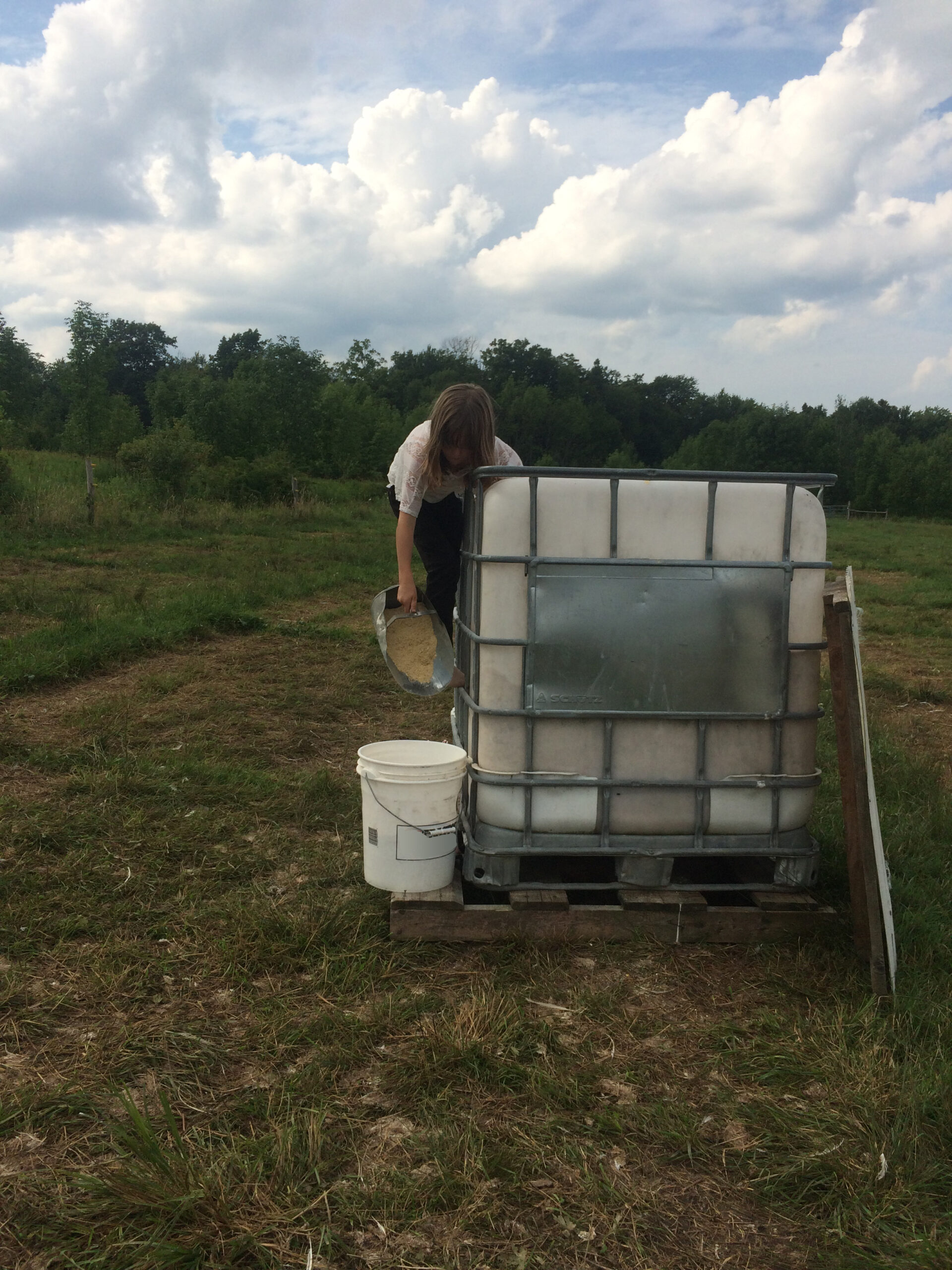 elsa-feeding Woman pouring contents from a large container into a bucket on a farm, surrounded by greenery and a cloudy sky. The scene captures sustainable farming practices and outdoor activity.