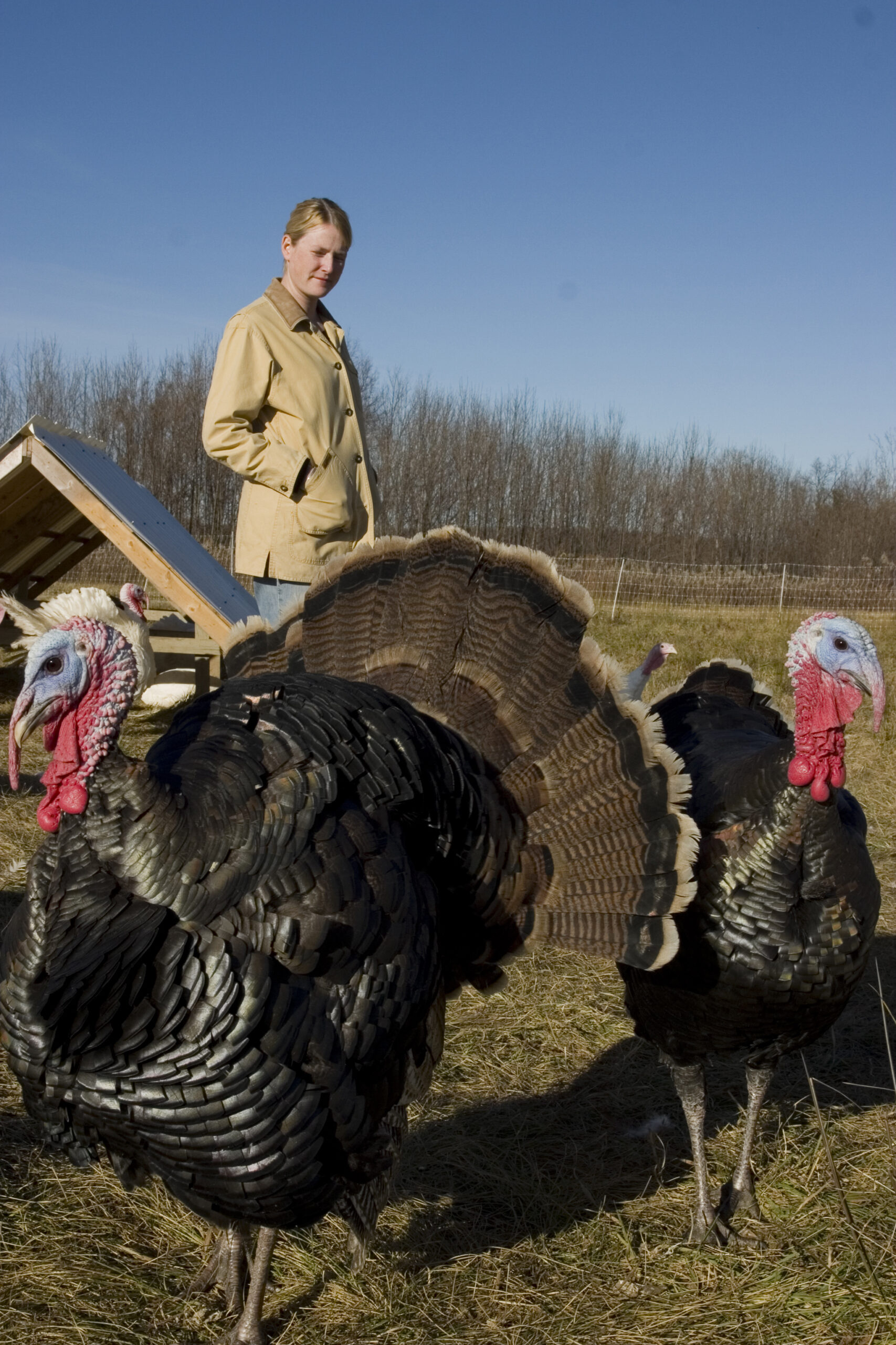 karen-turks Woman in a beige coat standing on a farm with two large turkeys in the foreground, showcasing a rural setting and free-range poultry farming.