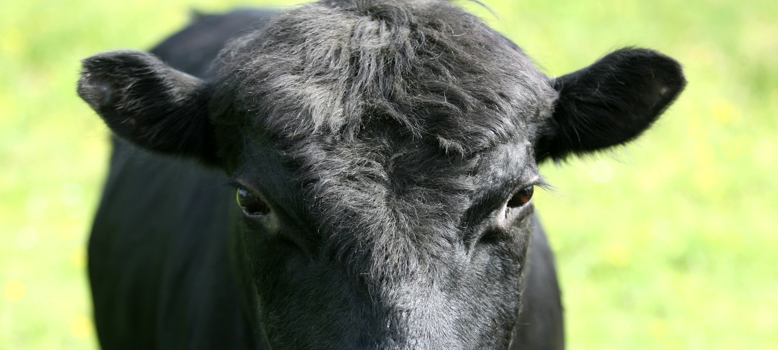 Close-up of a black cow's face, showcasing its prominent features, including expressive eyes and short, fuzzy hair, against a blurred green background. Ideal for topics related to farming, livestock, or animal husbandry.
