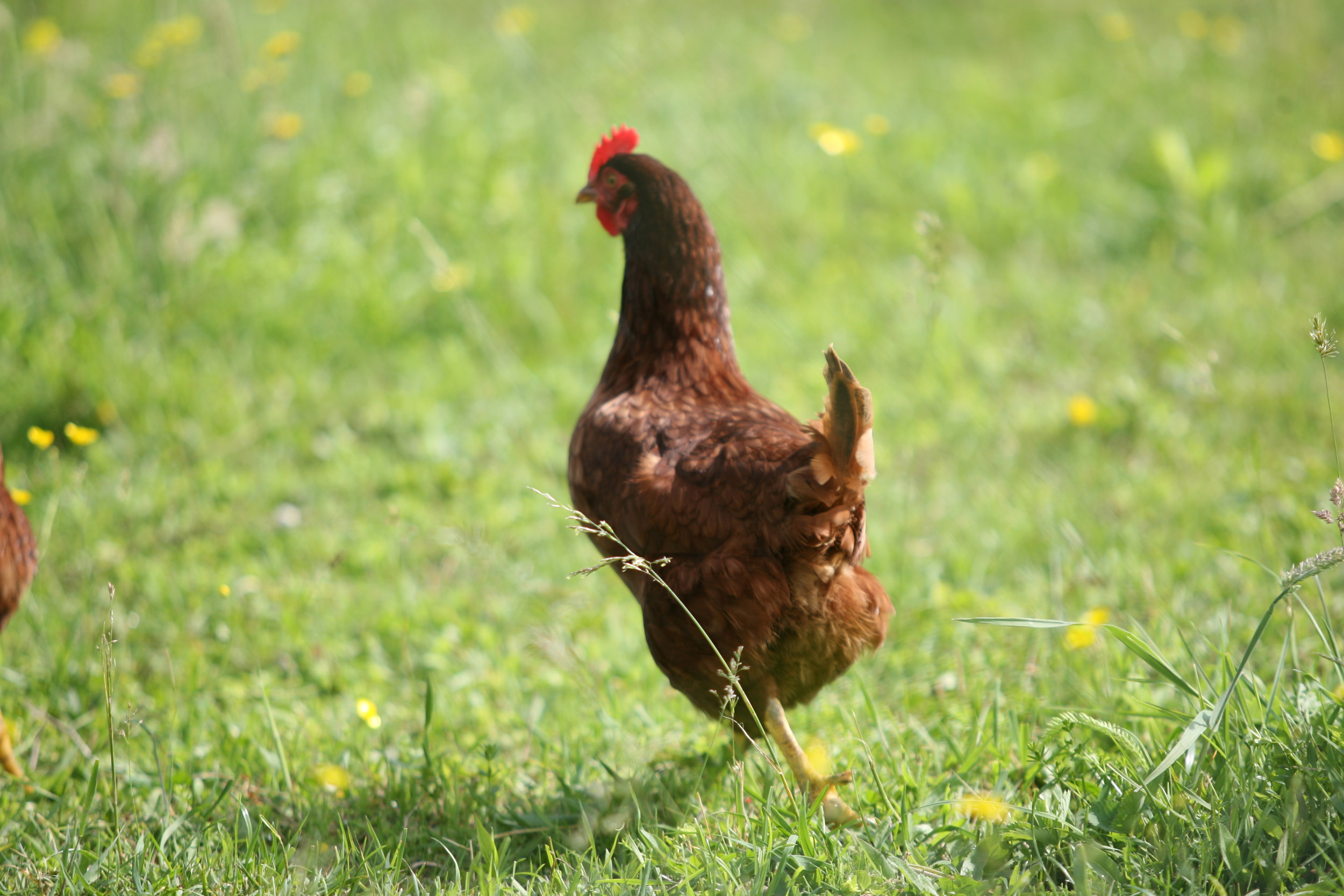 Brown hen walking in a grassy field with yellow wildflowers, showcasing free-range poultry farming.