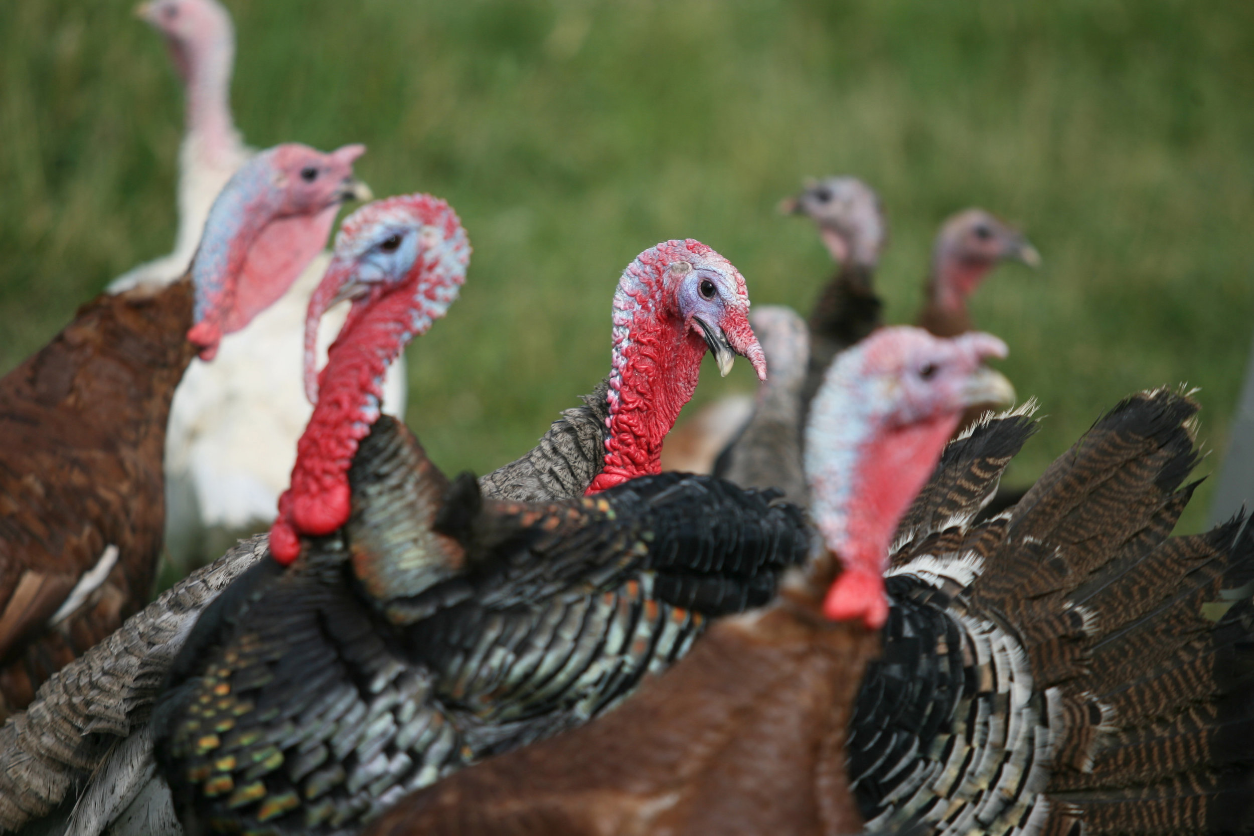 A group of turkeys with colorful plumage and distinctive red wattles, foraging in a grassy field, showcasing their unique features and natural habitat.