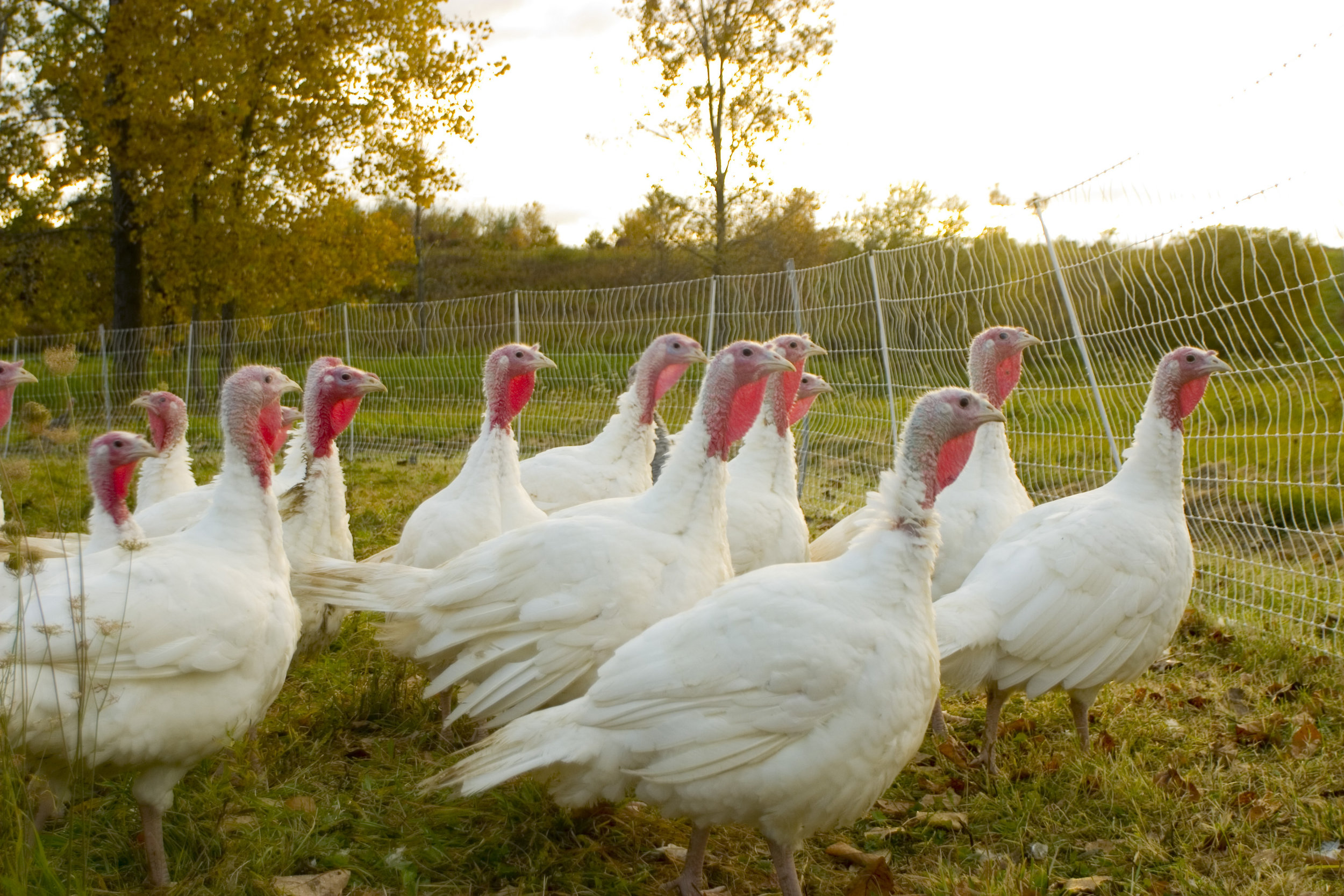 A group of white turkeys with distinctive red wattles grazing in a pasture surrounded by a wire fence and autumn foliage.